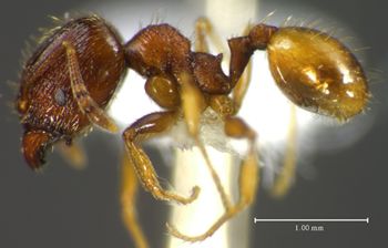 Media type: image;   Entomology 34261 Aspect: habitus lateral view
